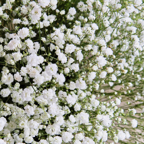Gypsophila repens white - gypsophila,