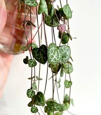 String Of Hearts Plant Cuttings x 3 Long | READ DESCRIPTION | Ceropegia Woodii