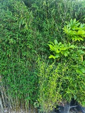 bamboo evergreen in buckets most over 6 foot. screen fence shelter hedge privacy