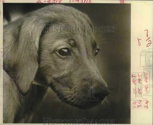 1987 press photo mixed - photo, mixed-breed