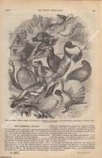 THE DOMESTIC PIGEON; BIRDS FEATHERS (2), THEIR NATURE & USES; THE DANUBE RIVER (