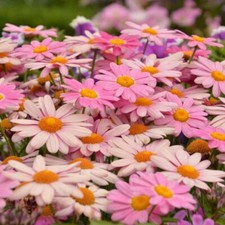 Argyranthemum lolly plug - lolly,