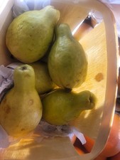 GUAVA PSIDIUM WHITE ,LARGE