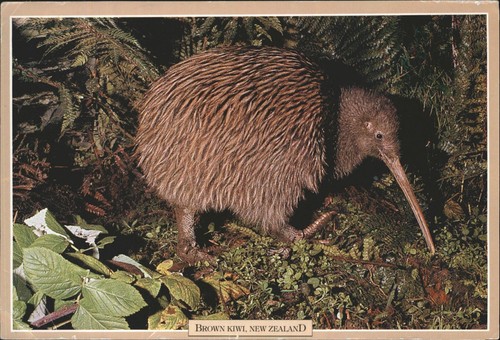 Vintage brown kiwi new zealand - kiwi,
