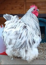 Bantam Orpington