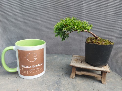 Juniper itoigawa bonsai - juniper,
