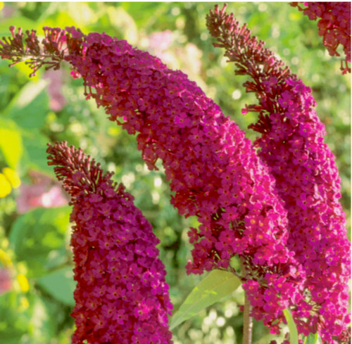 Buddleia royal red plant - royal,