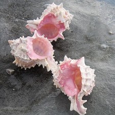 Rose murex shell vokesimurex - rose,