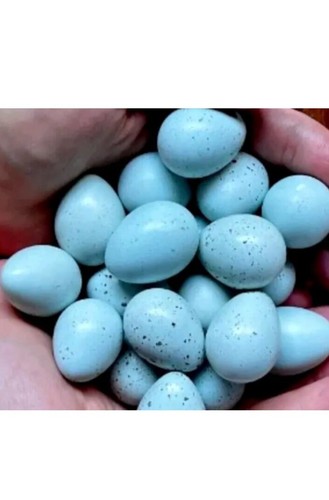 Celadon blue quail - 19,