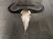 Blue Wildebeest Skull, Skulls
