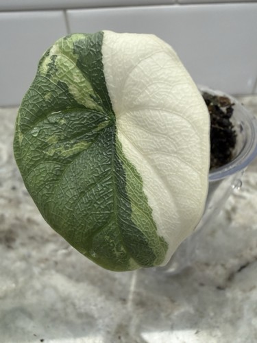 Melo albo alocasia - melo, starter