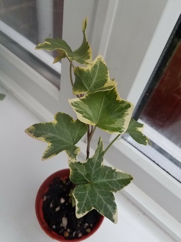 One golden variegated rooted - one,
