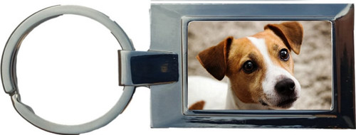 Jack russell dog luxury - jack,