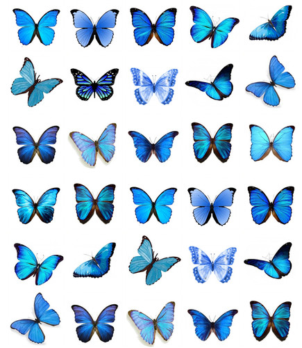 Blue butterflies cupcake - 30,