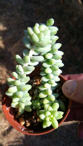 Sedum burrito donkey tail - sedum,