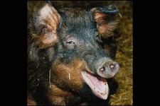 676023 French Duroc Pig A4