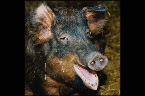 676023 french duroc - pig, a4