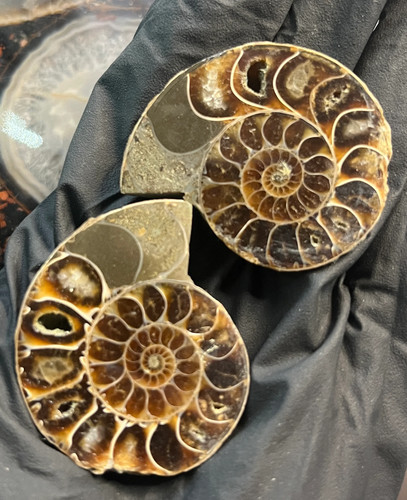 Matched ammonite fossil pair - matched, |