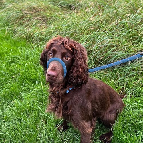Hugglepets rope dog - rope,