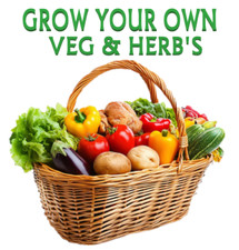 Vegetable Seeds Fresh Herbs Mixed Plants Easy Grow your Own Indoor Outdoor Fruit