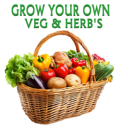 Vegetable seeds fresh herbs - fresh,
