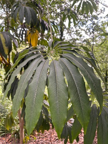 Schefflera taiwaniana