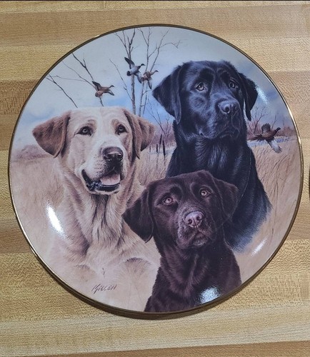 Labrador retriever three - retriever, “three