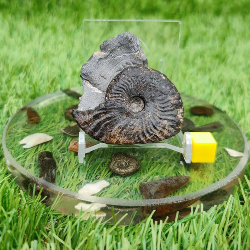 Pseudolioceras ammonite fossil