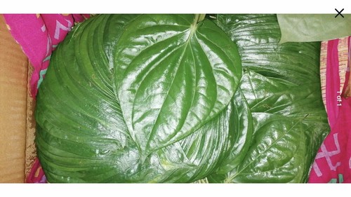 Bangla fresh paan betel - fresh,