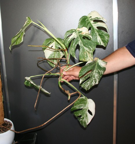 Monstera deliciosa albo - deliciosa,