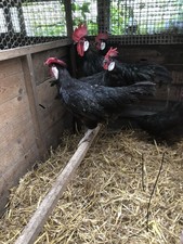 6 Black Minorca Chicken Eggs