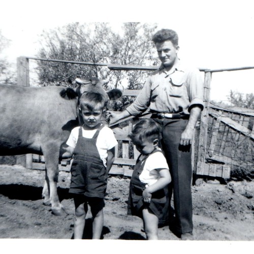 C1950s farm boys - c1950s, cow