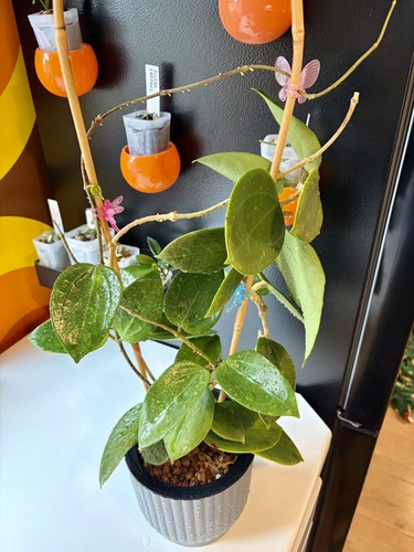Hoya subquintuplinervis pot - ,