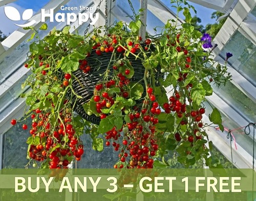 Vegetable cherry tomato - -,