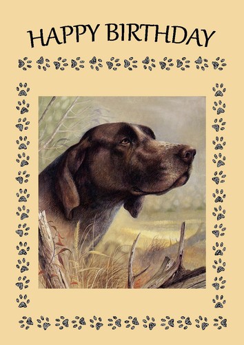 German shorthaired pointer dog - shorthaired,