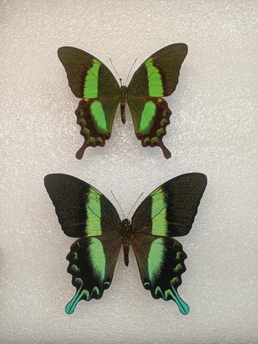 Green swallowtail butterfly - green,
