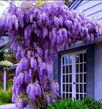 150 premium wisteria flower - 150,