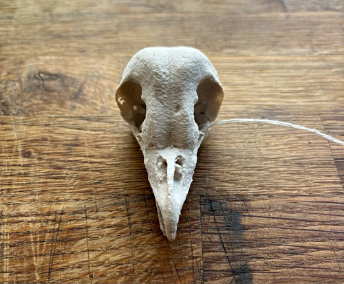 Barn owl skull replica - , life