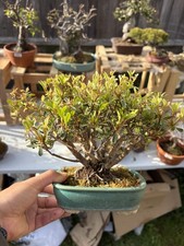 Japanese Satsuki Azalea Bonsai