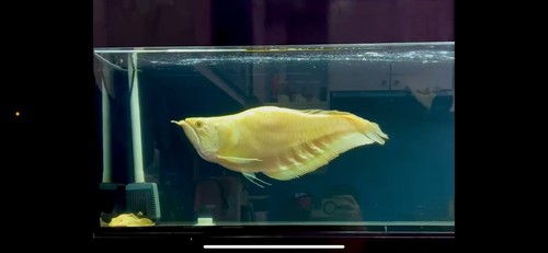 Supershort albino silver - supershort,