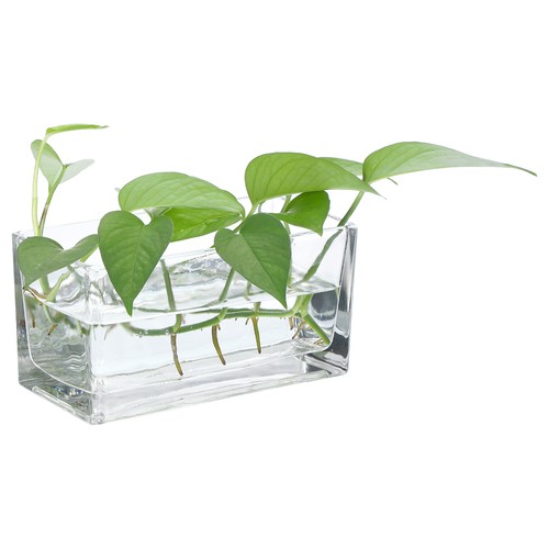 Rectangular glass vase 8x4x4 - vase,