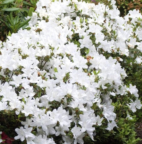 9cm azalea pleasant - pleasant, white
