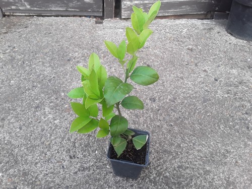 Calamondin citrus tree - citrus,