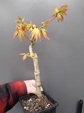 Japanese maple Bonsai material