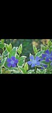Vinca variegata plants - 3,