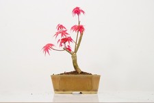 'Deshojo' Japanese Maple
