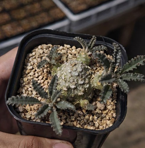 2cm rarelive house - rarelive, plant