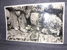 Guillemot & Razorbill eggs