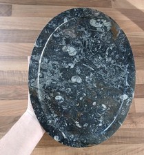 Polished Marble Goniatite