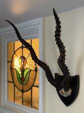Taxidermy  Blackbuck Antelope Horns